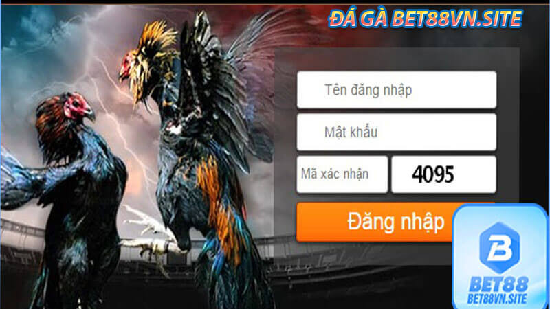 Những lưu ý khi đá gà bet88