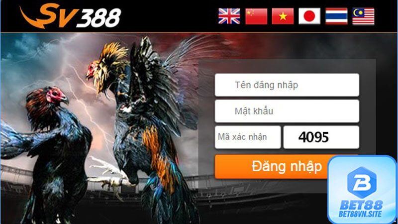 Những lưu ý khi đá gà bet88